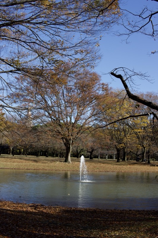 Autumn park with fountain