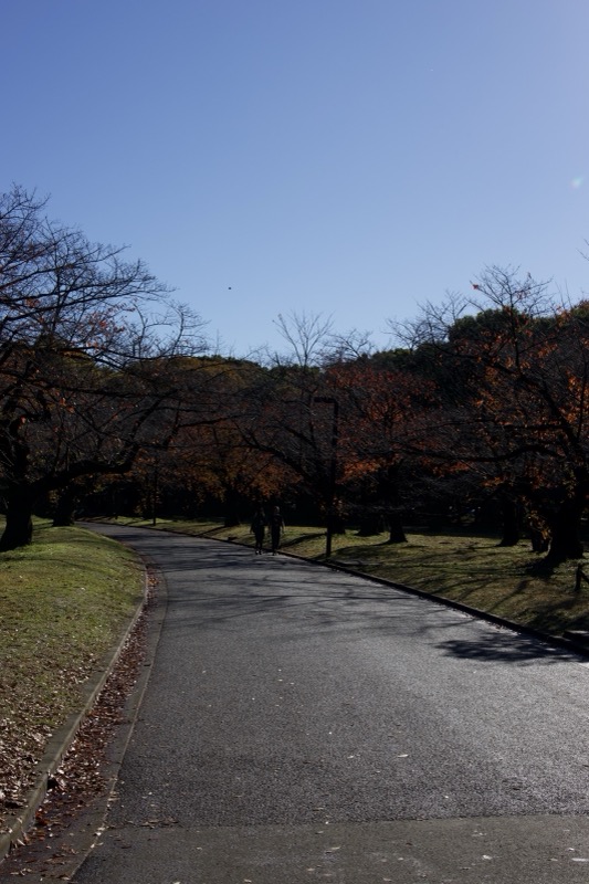 Tree-lined park path in autumn