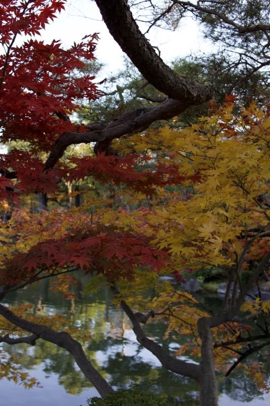 Autumn maple foliage